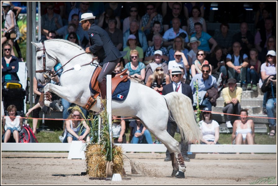 Pferd International 118